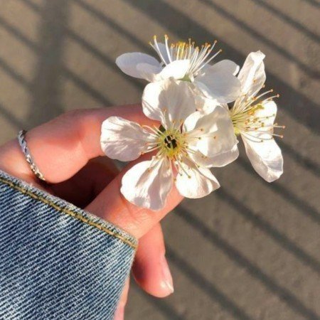  عکس گل عشق برای پروفایل