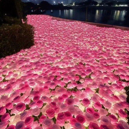  عکس گل عشق برای پروفایل