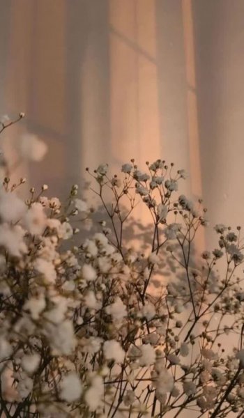  عکس گل عشق برای پروفایل