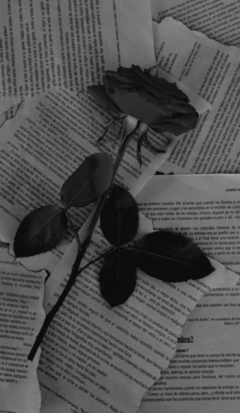  عکس گل عشق برای پروفایل