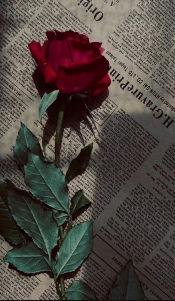  عکس گل عشق برای پروفایل