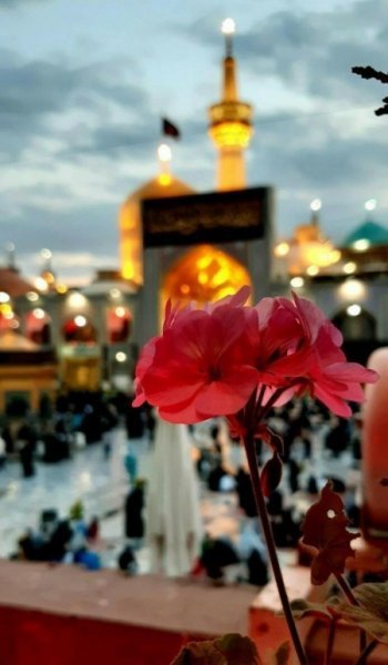  عکس گل عشق برای پروفایل