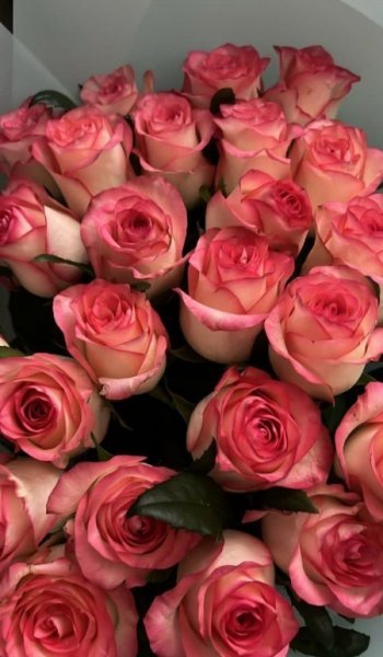  عکس گل عشق برای پروفایل