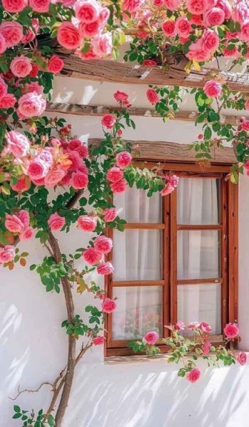  عکس گل عشق برای پروفایل