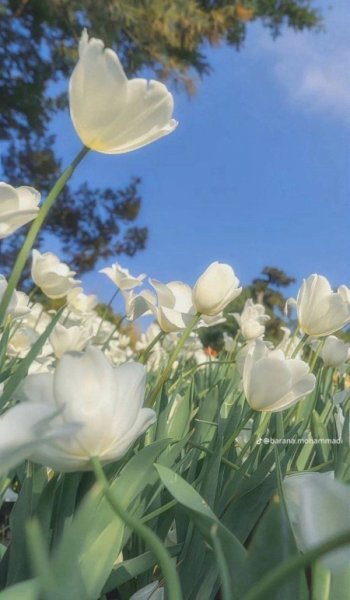  عکس گل عشق برای پروفایل