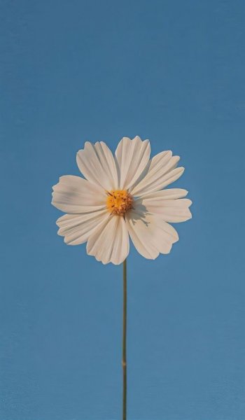  عکس گل برای پروفایل شاد