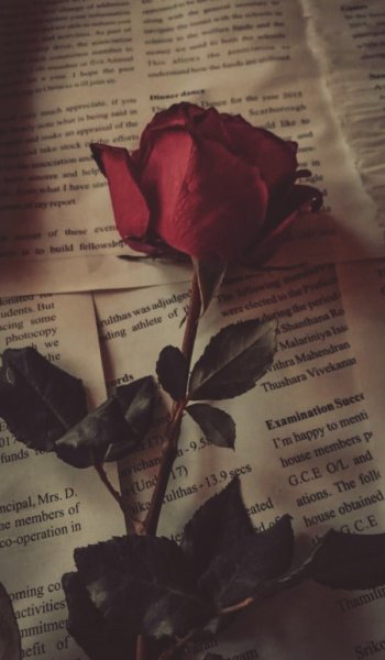  عکس گل برای پروفایل شاد