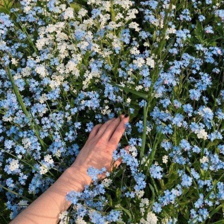  عکس گل برای پروفایل شاد