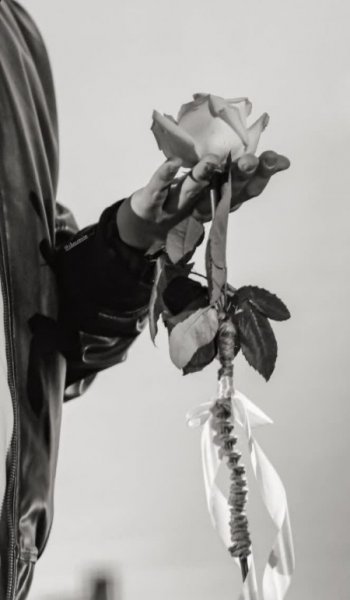  عکس گل عشق طبیعی