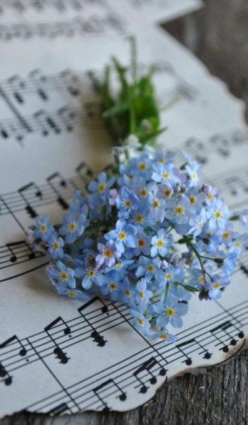  254 عکس گل عشق برای پروفایل