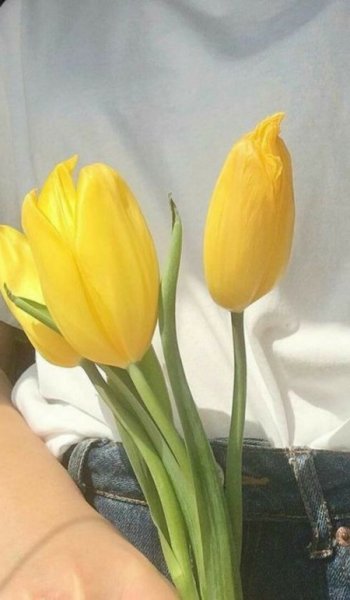  254 عکس گل عشق برای پروفایل