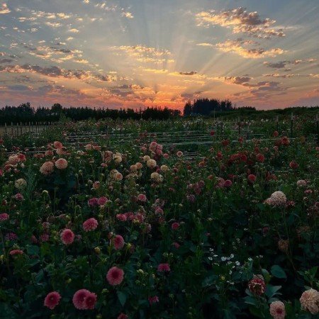  254 عکس گل برای پروفایل شاد