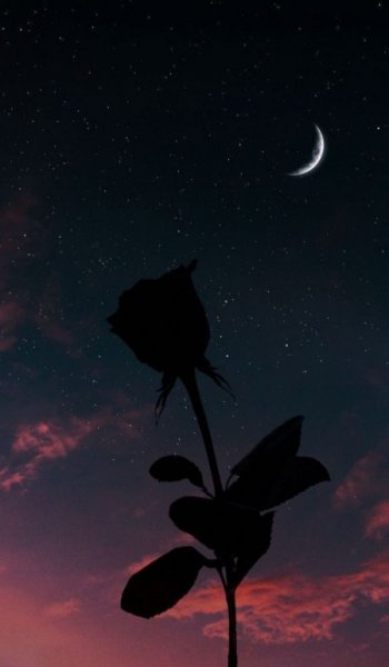  عکس گل عشق برای تصویر زمینه