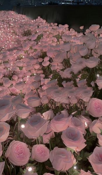  عکس گل عشق برای تصویر زمینه