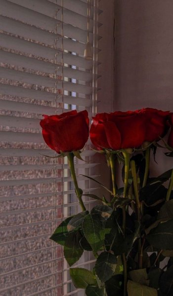  عکس گل عشق برای تصویر زمینه