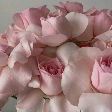  عکس گل عشق برای تصویر زمینه