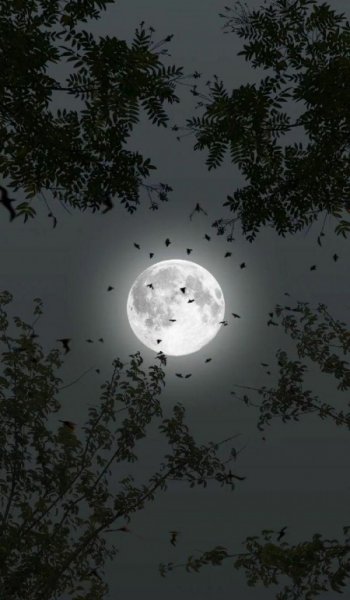  عکس ماه در شب واقعی