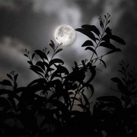  عکس ماه در شب برای پروفایل