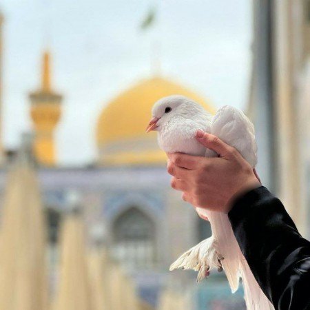  عکس امام رضا