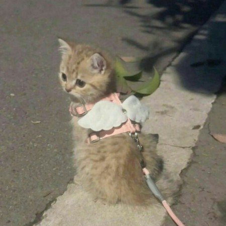  کاور هایلایت اینستاگرام رایگان