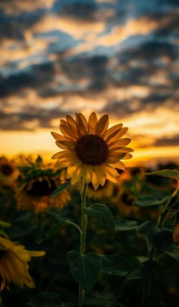  عکس برای هایلایت اینستا پسرونه