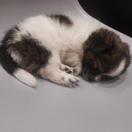  عکس سگ خانگی