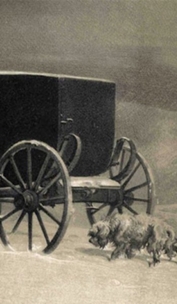  عکس سگ خانگی