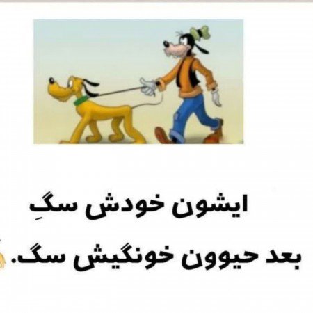  عکس سگ خانگی