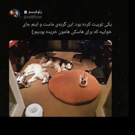  عکس سگ خانگی