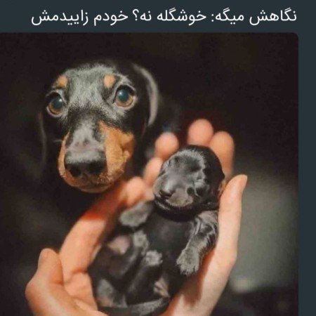  عکس سگ خانگی