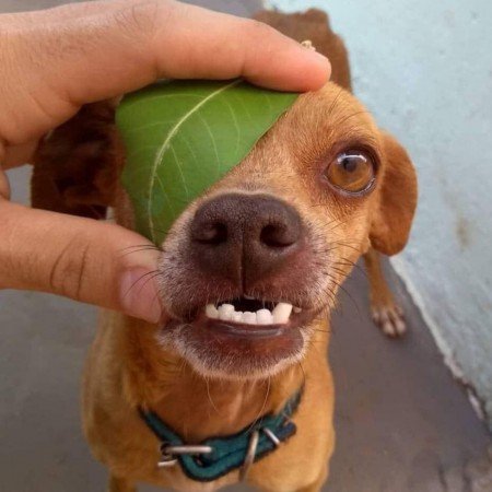  عکس سگ خانگی