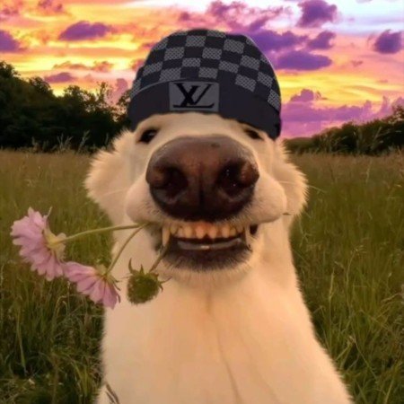  عکس سگ خانگی