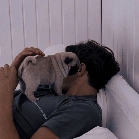  عکس سگ خانگی