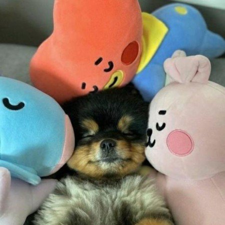  عکس سگ برای پروفایل پسرانه