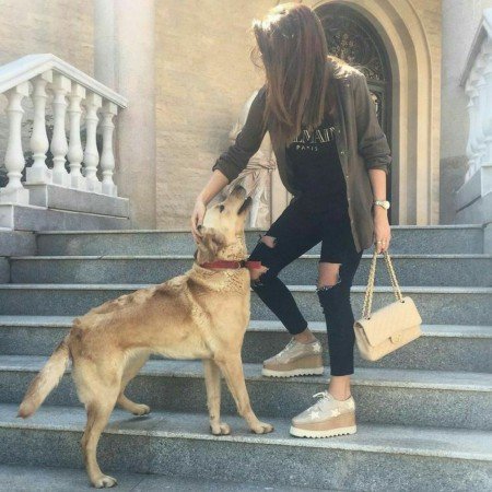  عکس سگ برای پروفایل پسرانه