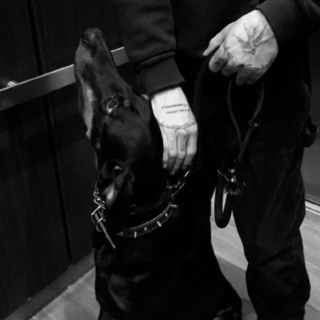  عکس سگ برای پروفایل پسرانه