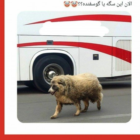  عکس سگ برای پروفایل پسرانه