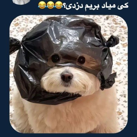  عکس سگ برای پروفایل پسرانه