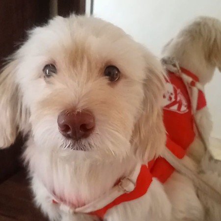  عکس سگ برای پروفایل پسرانه