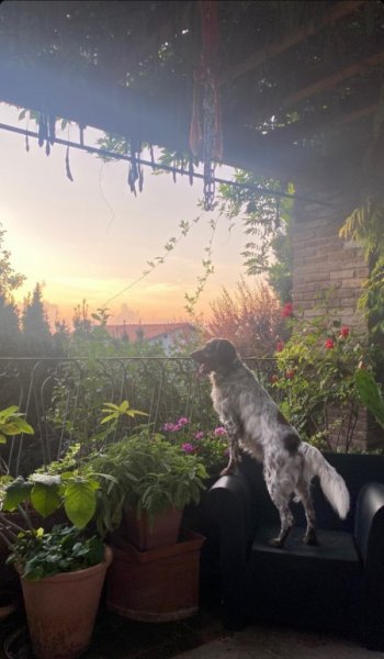  عکس سگ برای پروفایل پسرانه