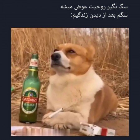  عکس سگ برای پروفایل پسرانه