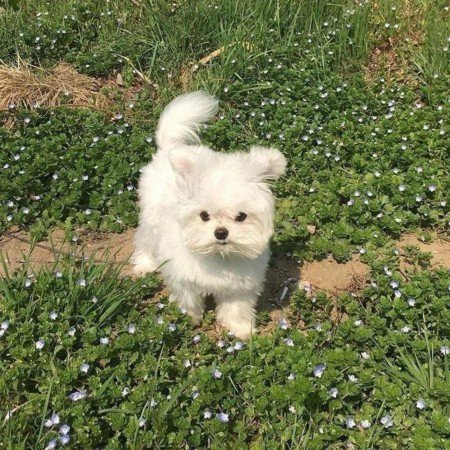  عکس سگ برای پروفایل پسرانه