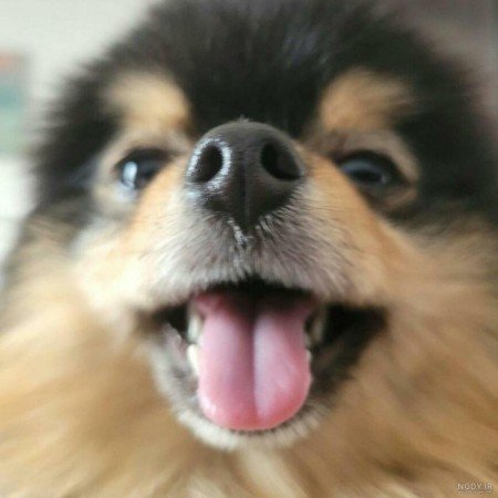  عکس سگ کیوت فانتزی