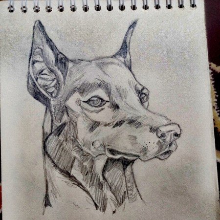  عکس سگ کیوت فانتزی