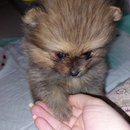  عکس سگ کیوت فانتزی