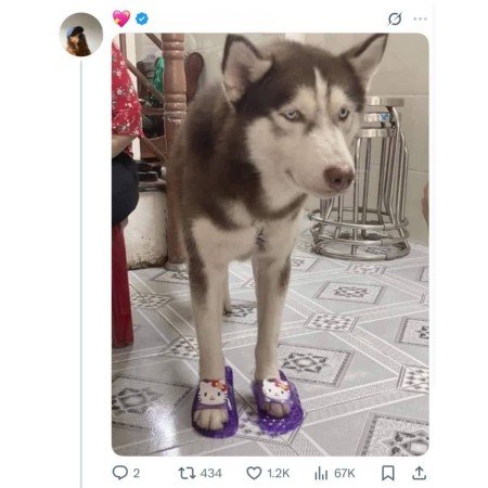  عکس سگ کیوت فانتزی