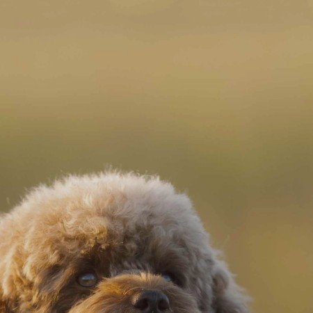  عکس سگ کیوت فانتزی