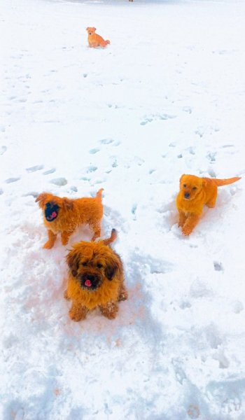  عکس سگ کیوت فانتزی