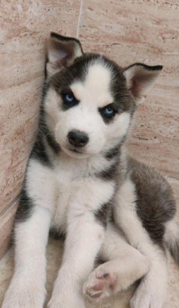  عکس سگ کیوت فانتزی