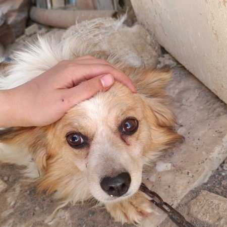 عکس سگ کوچولو خوشگل برای پروفایل